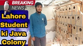 Java Sparrow Setup || Visited in Lahore Pakistan #java