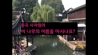 중국 사자림에  이 나무가 ? !