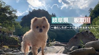 板取川で犬と川遊び