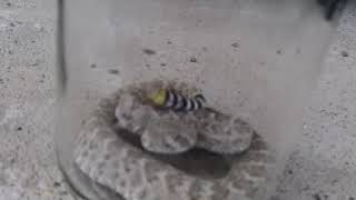 Baby Rattlesnake in a pickled okra jar Angell Expeditions