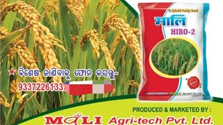 hero-2/Maliseeds/mali agri tech pvt ltd/120 to125days paddy/paddy/Rabi/boro/kharif seson