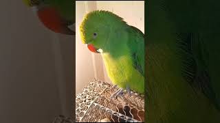 Top angry😡Indian ringneck parrot🦜  Trends This Year #voice #parrotcare #parrot #angry #shorts #viral