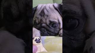 【パグ】pug 　子パグは極小パグが好き💕子パグのちゃびん✨