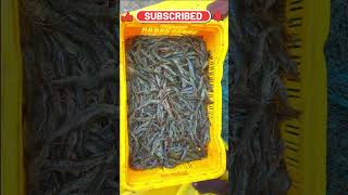 Unbelievable Shrimp Harvesting - You Won't Believe How Many We Caught!