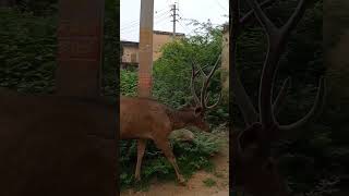 khubsurat hiran 🦌❤️🌹 #nature #deer #viral #shorts