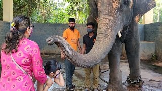 ಕಟೀಲು ದೇವಾಲಯದ ಆನೆ ಶ್ರೀ ಮಹಾಲಕ್ಷ್ಮಿ | Kateel Temple Elephant Shree Mahalakshmi