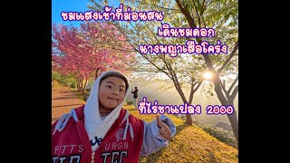 ชมแสงเช้าที่ม่อนสน ตามด้วยดอกนางดอกนางพญาเสือโคร่งยามเช้าที่ไร่ชาแปลง 2000