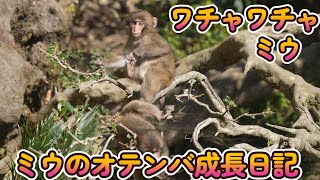 【赤ちゃん・ニホンザル・４K動画】ミウちゃん、ずっと大好きだよ