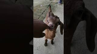 Cute Baby Goat Funny videos 🐐🐐#goat #animals #youtube#viralshorts#shorts