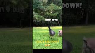 CRAZY EMU HAHA 🤣🤣 #shortsfeed #shortvideo #subscribe #memes #funnyanimals