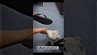 අනෙ අයියේ අපි ඉවරායි.. #love #foryou #catlover #catfunny #cute #animals