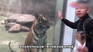 男子隔着玻璃给了老虎一个吻，接下来憋住千万别笑。（A boy kiss one tiger，then……）