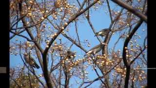 椋鳥とセンダン