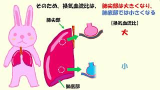 R 4低酸素血症の原因 basic