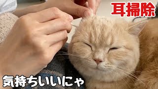 【猫耳掃除】大好きな耳掃除でうっとり顔になる猫！Cat with a happy expression with ear cleaning！Cute animals