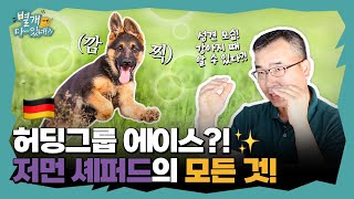 독일에서 온 천재견?! 저먼 셰퍼드의 모든 것! [별개다있네?!]