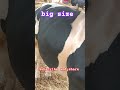 1000 kg Holstein Friesian bull from Qurbani hat #reels #foryou #viral #shorts #cow #trending #short