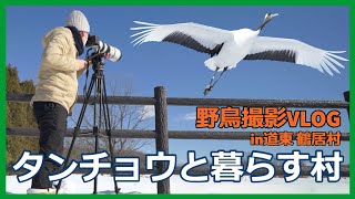 野鳥撮影Vlog  タンチョウの舞「鶴見台」北海道遠征1日目  | シマエナガ、ワシカモメ、ヒメウなど |  Japanese crane in Tsurui Village (Hokkaido)