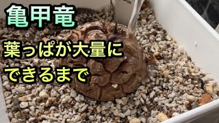 休眠していた亀甲竜が目覚めます