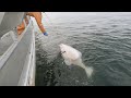 Snagged?! - Fishing for Halibut! - Alaska Halibut Longlining | 2023 Halibut Season