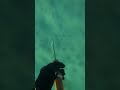 hunting for flounder spearfishing fails flounder