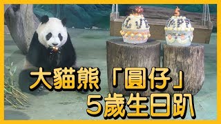 「圓仔」5歲生曰快樂！【央廣新聞】