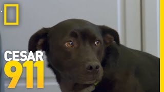How To Build A Dog's Self-Esteem | Cesar 911