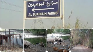 AL BUAINAIN FARMS JUBAIL