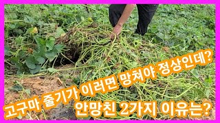 이따구로 고구마 심어놓고 안망친 2가지 이유는? 베니하루카,까 꿀고구마,밤고구마,자색고구마 전원일기,귀농귀존,주말농장,텃밭