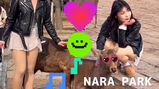 可愛いくて賢い鹿に囲まれて大幸せな観光客🫎NARA  PARK