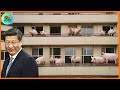 Crazy, China turns apartments into pig farms-pig farm-agricultural documentary