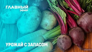 Урожай с запасом: как регионы подготовились к зиме? Главный эфир