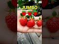 NGILER PARAHH🤤 STRAWBERRY JUMBO🍓, TANAM SENDIRI!! #shorts