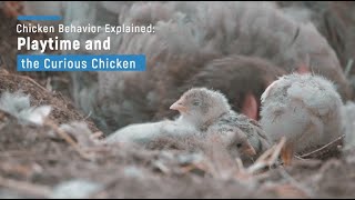 Chicken Behavior Explained: Playtime and the Curious Chicken