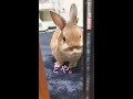 うさぎの匂いづけ🐰