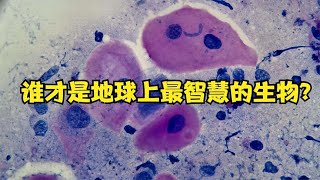 谁才是地球上最智慧的生物？并不是我们人类，而是在另一时空的它