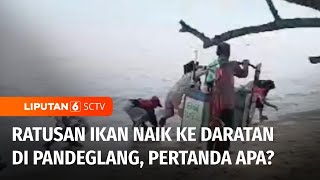 Ribuan Ikan Laut Naik ke Daratan! Ada Fenomena Apa? | Liputan 6