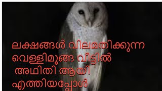 BARN OWL/വെള്ളിമൂങ്ങ|Rajasree vlogs|മൂങ്ങ ഐശ്വര്യം കൊണ്ട് വരുമോ?എന്തായാലും വന്നു കണ്ടു തിരിച്ചുപോയി