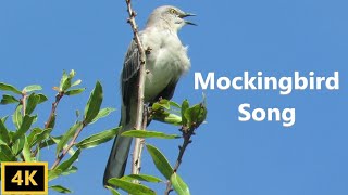 Northern Mockingbird Singing