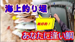 【海上釣り堀】あなたに逢い鯛釣り堀で好釣。大雨の中での奮闘でした。