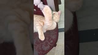 Cat play 😂 #youtubeshorts #trending #viralshort #funny #cat #catlover #cutecat #shorts #yt