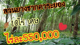 ขายสวนยาง​ อ.แกลง​ ระยอง​ ไร่ละ550,000​ บาท🚩🚩คุ้มสุดๆ​