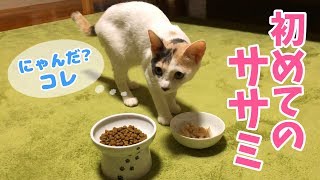 子猫のぽてとに初めてササミをあげてみたら予想外の反応だった