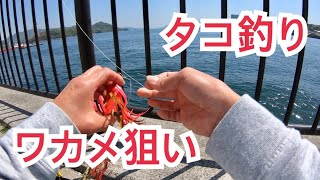 【タコ釣り】久々にタコ釣り調査です！【ボウズ】