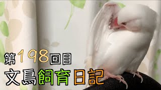 文鳥飼育日記第198回目