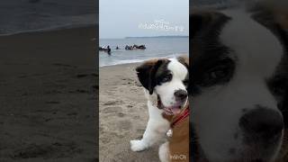 セントバーナードの赤ちゃんベーコン☆海馬に遭遇☆　#日常をドラマチックに #saintbernard #セントバーナード #shorts 2022.8.21 197days 37kg