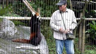 20111217-台北木柵動物園一遊，浣熊餵食秀