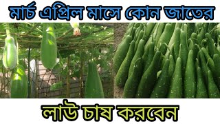 মার্চ এপ্রিল মাসে কোন জাতের লাউ চাষ করবেন তার বিস্তারিত দেখানো হয়েছে ২০২৪