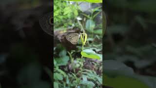 Butterflies of Western Ghats-2 | Oriental Great Eggfly | Common Mormon | Common Four-ring | ಚಿಟ್ಟೆ