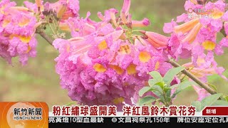 粉紅繡球盛開美  洋紅風鈴木賞花夯